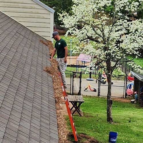 Cleaning Out Pine Needles Cleaning Out Pine Needles