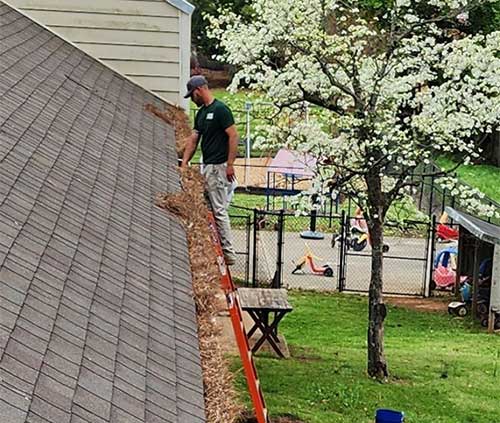 Cleaning out Pine Needles