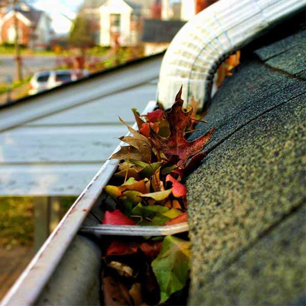Leaves in a Gutter Leaves in a Gutter